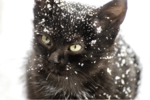 Black cat covered in snowflakes.