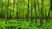 Green forest and grass covering entire frame.